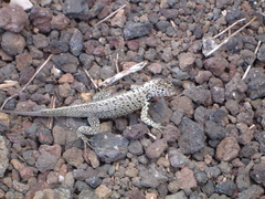 Microlophus albemarlensis