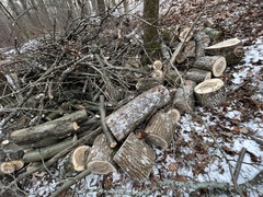 Mycetophagus multipunctatus