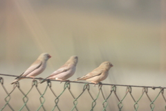 Bucanetes githagineus