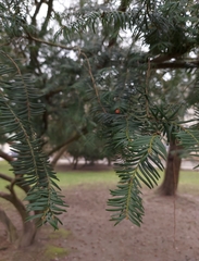 Taxus baccata