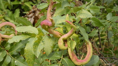 Baizongia pistaciae