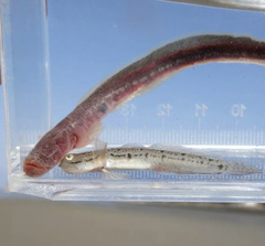 Apocryptodon punctatus