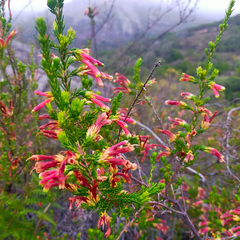 Erica discolor