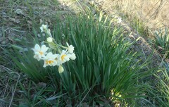 Narcissus tazetta
