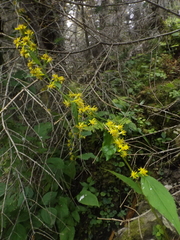 Solidago macrophylla