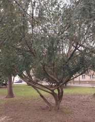 Taxus baccata