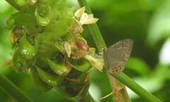 Eurybia molochina