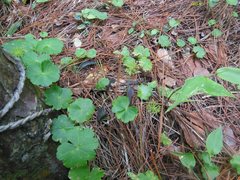 Hydrocotyle mexicana