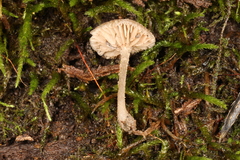 Entoloma perumbilicatum