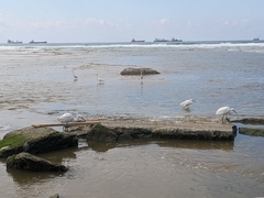 Egretta garzetta