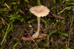 Entoloma perumbilicatum