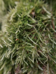 Hypnum cupressiforme