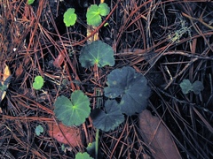 Hydrocotyle mexicana