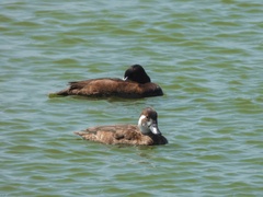 Netta erythrophthalma