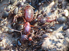 Camponotus sylvaticus