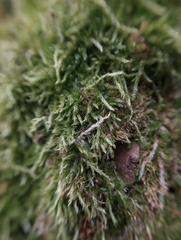 Hypnum cupressiforme