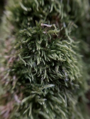 Hypnum cupressiforme