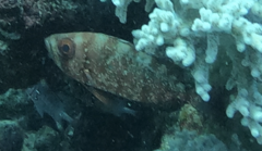 Heteropriacanthus carolinus