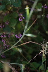 Erica cinerea