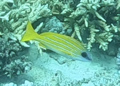 Lutjanus kasmira