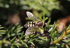 Eupeodes corollae