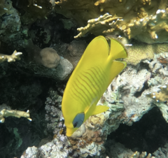Chaetodon semilarvatus