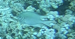 Amblyglyphidodon indicus