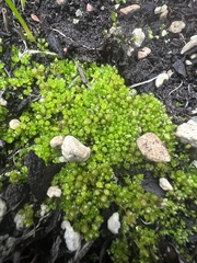 Funaria hygrometrica