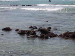 Butorides striata sundevalli