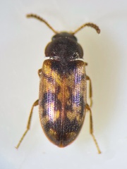 Mycetophagus multipunctatus