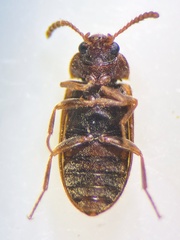 Mycetophagus multipunctatus