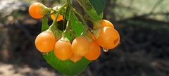 Cordia sinensis