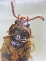 Mycetophagus multipunctatus