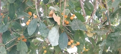Cordia sinensis