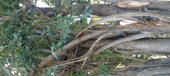 Cordia sinensis