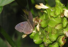 Eurybia molochina