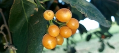 Cordia sinensis