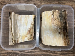 Mycetophagus multipunctatus