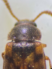 Mycetophagus multipunctatus