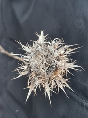 Carlina vulgaris