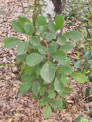 Handroanthus
