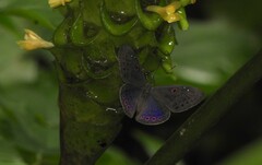 Eurybia molochina