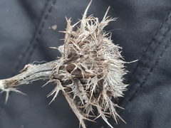 Carlina vulgaris