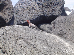 Microlophus albemarlensis