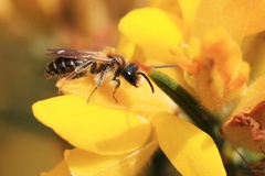 Andrena dorsata