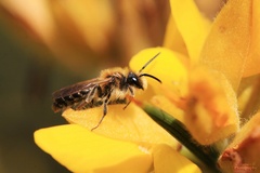 Andrena dorsata