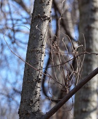 Podosphaera phytoptophila