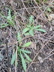 Carlina vulgaris