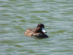 Netta erythrophthalma