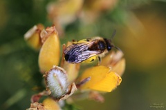 Andrena apicata